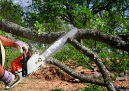 How Our Tree Care Process Works  in  Benton, KY